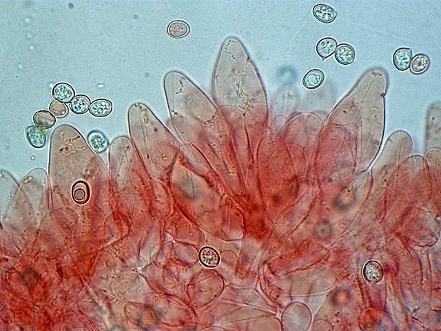Pluteus mammifer  Romagnesi